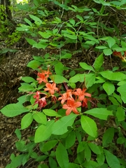 Rhododendron prunifolium