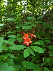 Rhododendron prunifolium