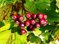 Crataegus chlorosarca