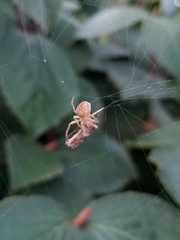 Araneidae