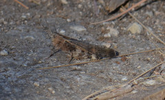 Chortophaga australior