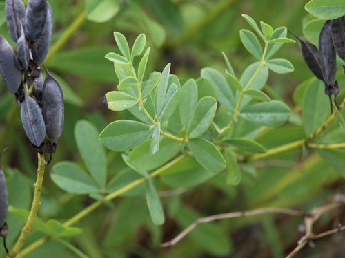 tall blue wild indigo