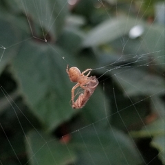 Araneidae
