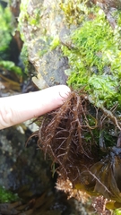 Cumagloia andersonii