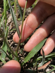 Paspalum scrobiculatum