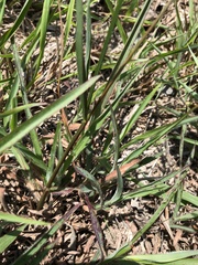 Paspalum scrobiculatum