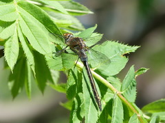 Cordulia shurtleffii