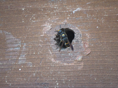 Orancistrocerus drewseni