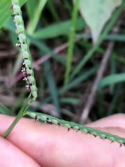 Paspalum scrobiculatum