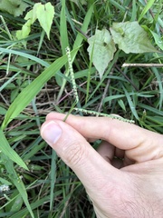 Paspalum scrobiculatum