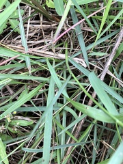 Paspalum scrobiculatum