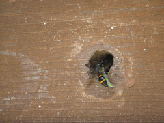 Orancistrocerus drewseni