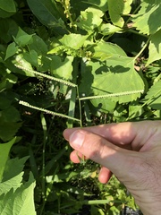 Paspalum scrobiculatum