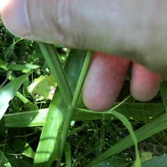 Paspalum scrobiculatum