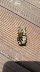 Cryptotympana atrata