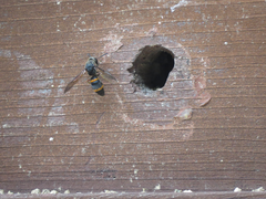 Orancistrocerus drewseni