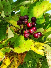 Crataegus chlorosarca