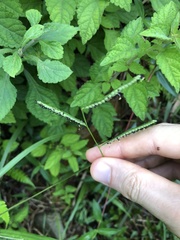 Paspalum scrobiculatum