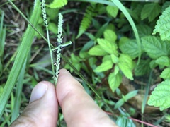 Paspalum scrobiculatum