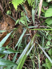 Paspalum scrobiculatum