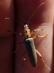Copidita quadrimaculata