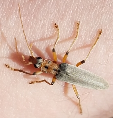 Copidita quadrimaculata