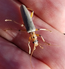 Copidita quadrimaculata