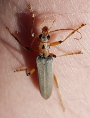 Copidita quadrimaculata
