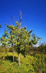 Crataegus chlorosarca