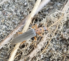 Copidita quadrimaculata