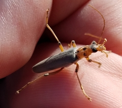 Copidita quadrimaculata