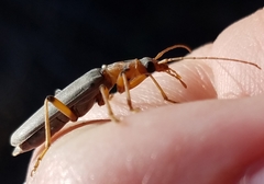 Copidita quadrimaculata