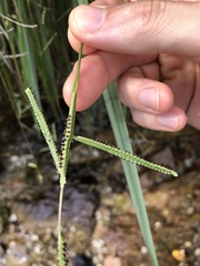 Paspalum scrobiculatum