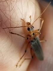 Copidita quadrimaculata