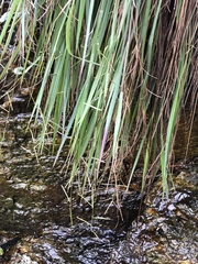 Paspalum scrobiculatum