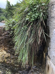 Paspalum scrobiculatum