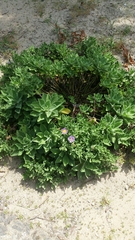 Aster spathulifolius