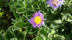 Aster spathulifolius