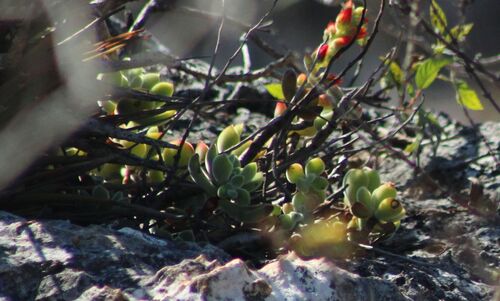 Foto de Planta pelicia