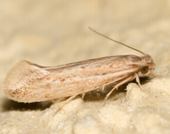 Ypsolopha sp-sw