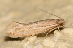 Ypsolopha sp-sw