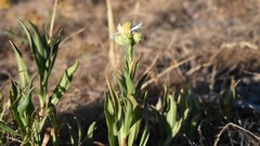 Symphyotrichum campestre