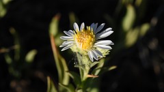 Symphyotrichum campestre