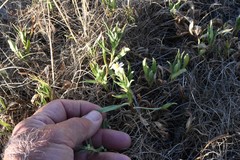 Symphyotrichum campestre
