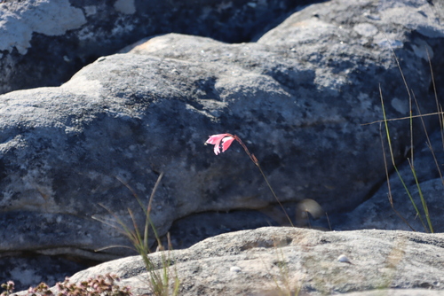 Image of Gladiolus brevifolius by (c) Tony Rebelo, some rights reserved (CC BY-SA)