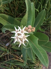 Asclepias speciosa