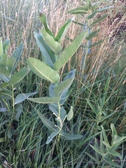 Asclepias speciosa