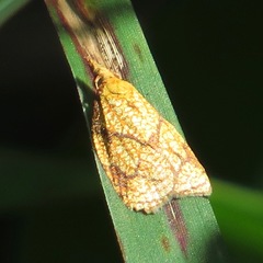 Cenopis reticulatana