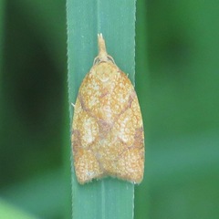 Cenopis reticulatana