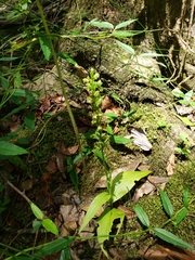 Platanthera flava flava
